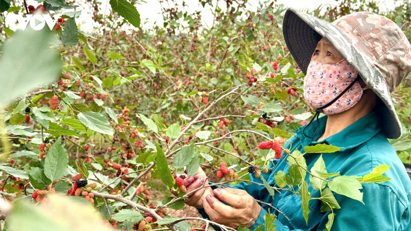 Từ cây làm hàng rào thành cây kinh tế ở ngoại thành Hà Nội