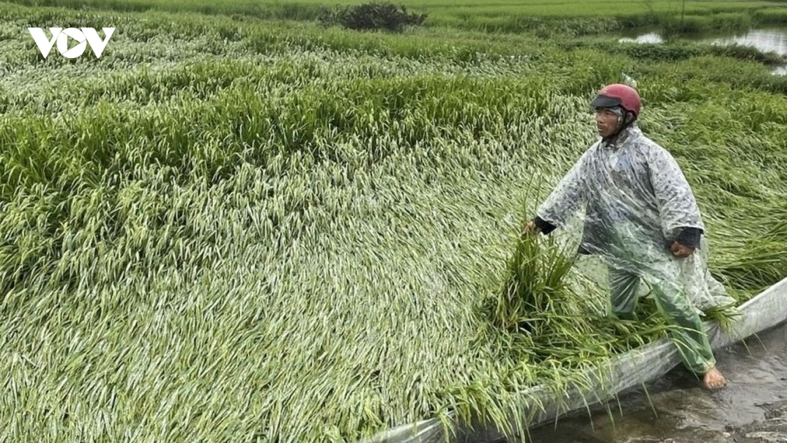 Hơn 1.300 ha lúa ở Huế bị đổ ngã cục bộ do mưa lớn