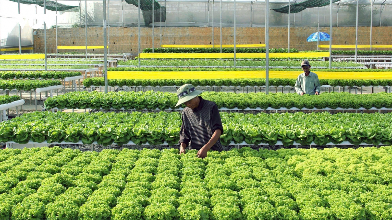 Nâng cao năng lực tuân thủ tiêu chuẩn thúc đẩy xuất khẩu rau quả Việt Nam