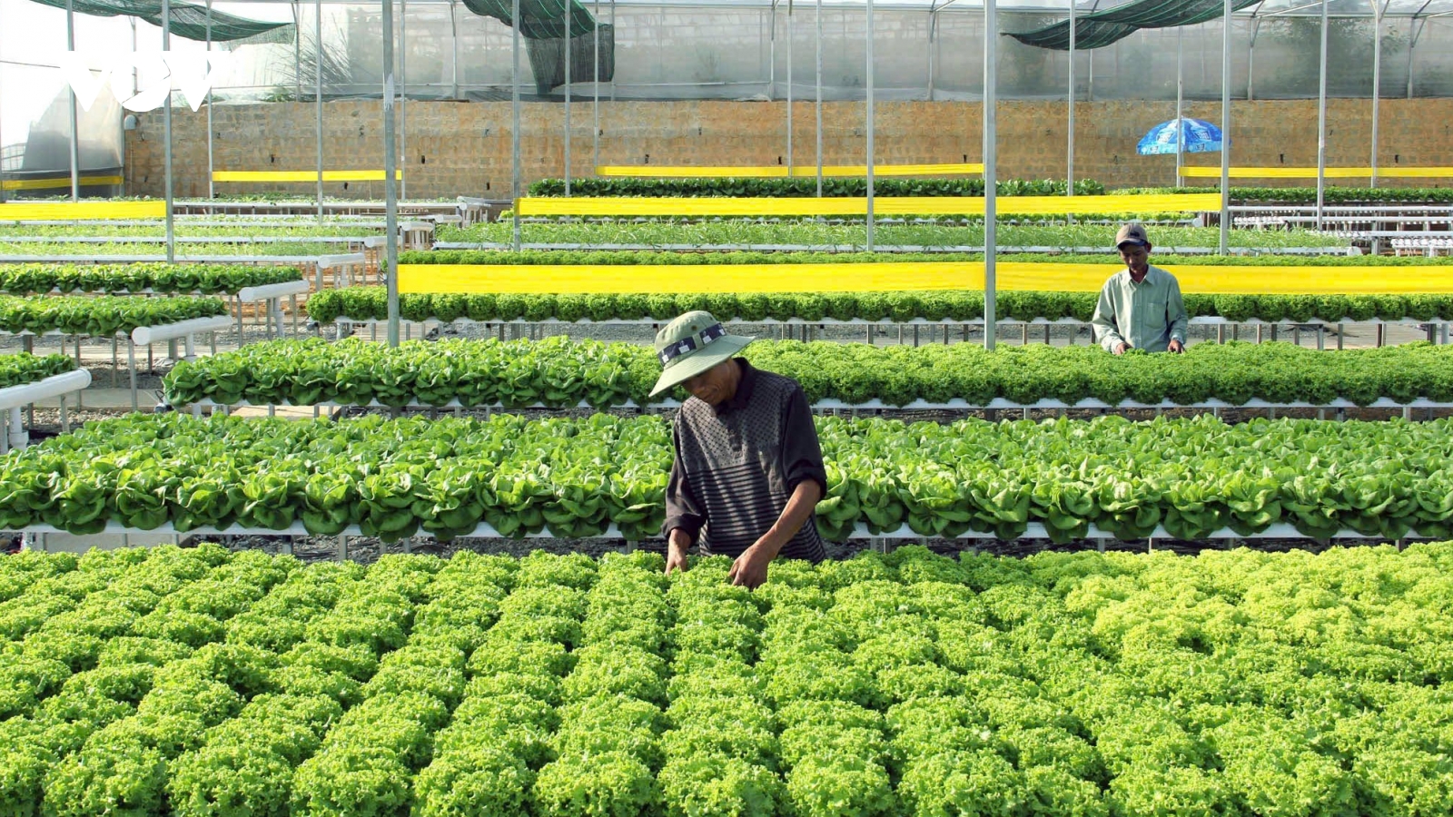 Nâng cao năng lực tuân thủ tiêu chuẩn thúc đẩy xuất khẩu rau quả Việt Nam