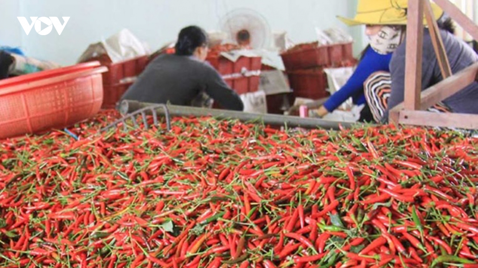Ớt, chanh leo, tổ yến và cám gạo sắp xuất khẩu chính ngạch sang Trung Quốc