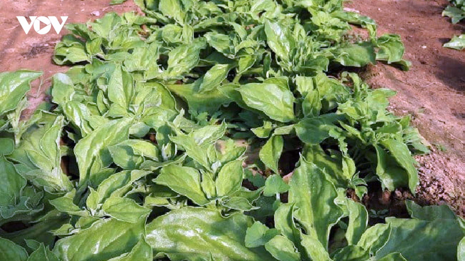 Loại rau lấp lánh như kim cương, giá đắt vẫn được săn lùng
