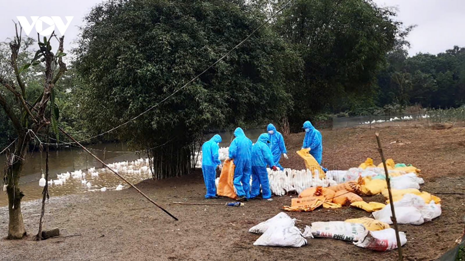 Quảng Trị: Dịch cúm gia cầm quay trở lại sau 3 năm