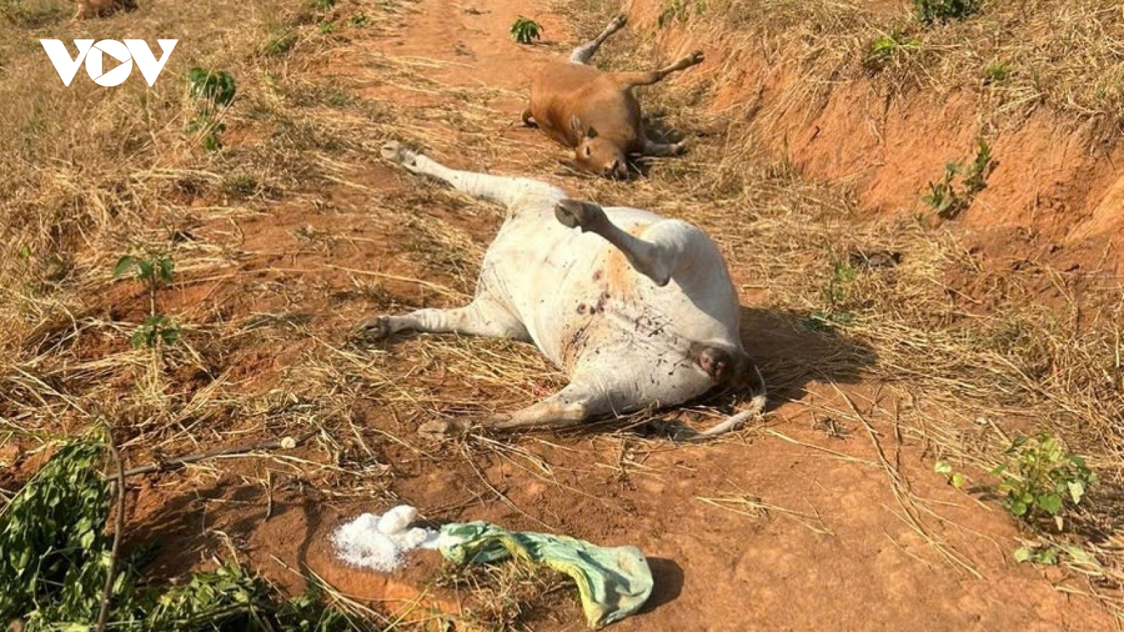 Đàn bò tại Gia Lai chết bất thường nghi do ngộ độc phân urê