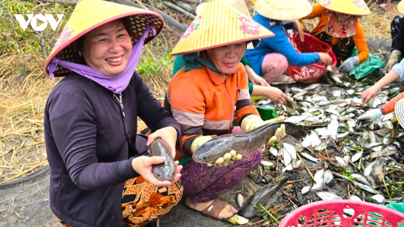 Mùa khô, dân Cà Mau dùng lưới bắt hàng chục kg cá đồng