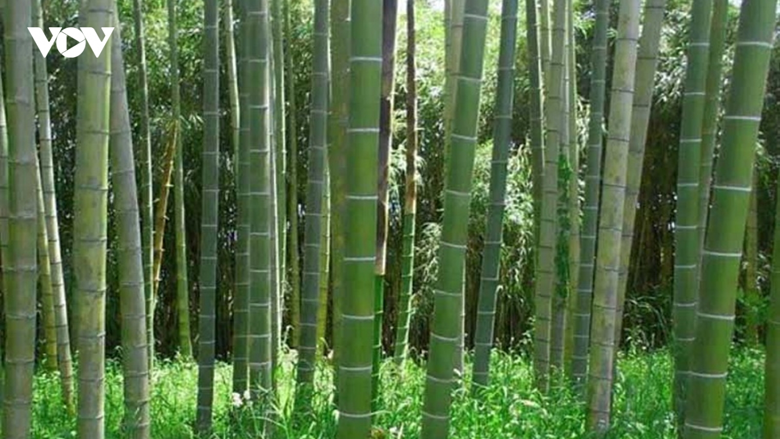 Kenya dùng tre làm vũ khí chống biến đổi khí hậu và phát triển kinh tế
