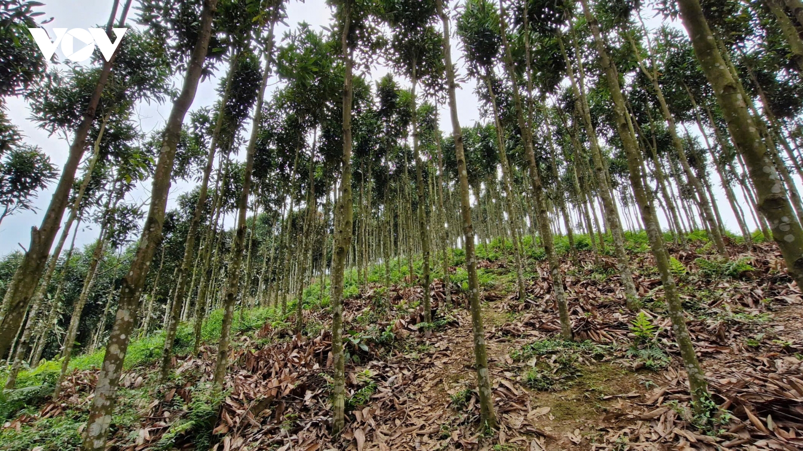 Người dân Tân Phượng nhộn nhịp vào vụ quế mới