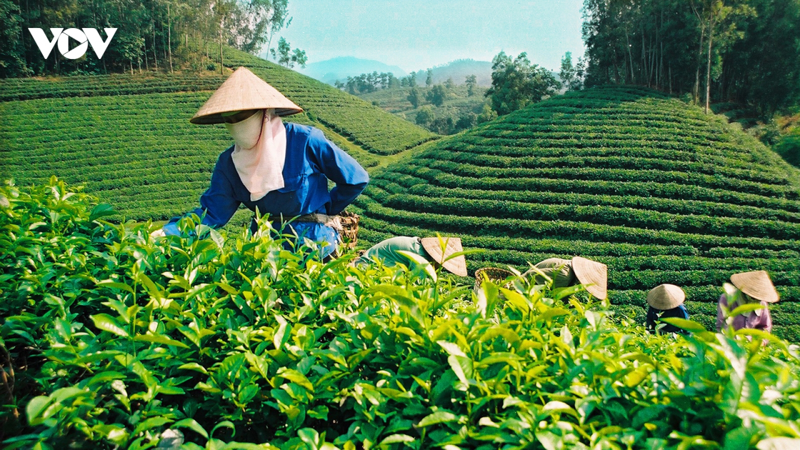 Thái Nguyên kết hợp du lịch và ẩm thực, hướng tới mục tiêu xuất khẩu chè tỷ đô