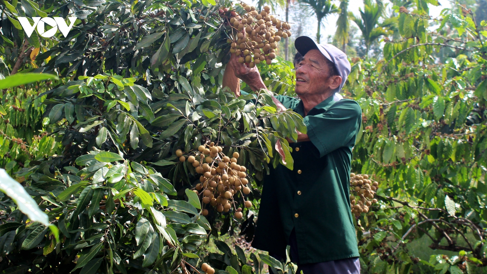 Những cựu chiến binh tích cực trên “mặt trận” kinh tế