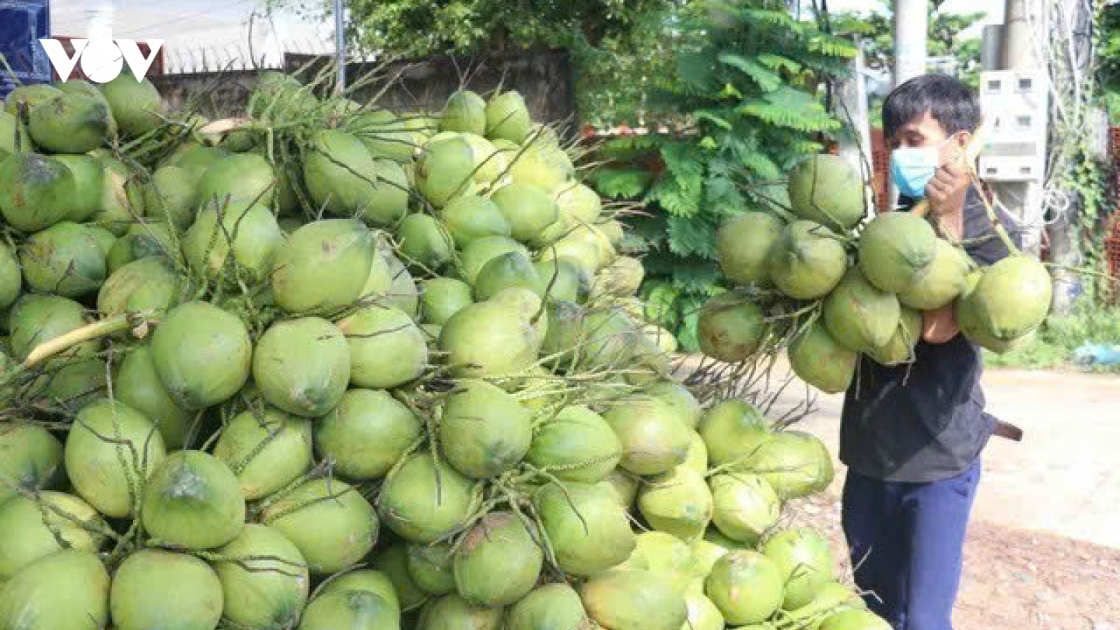 Người Mỹ và Trung Quốc đặc biệt yêu thích dừa Việt Nam