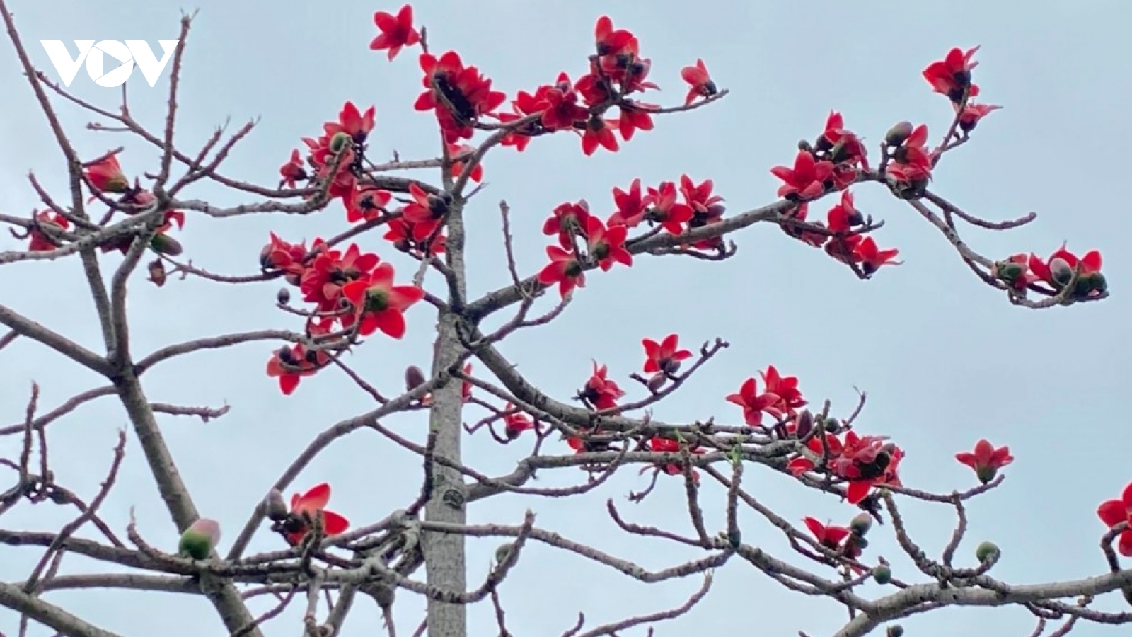 Scarlet Bombax ceiba blossoms brighten Hanoi
