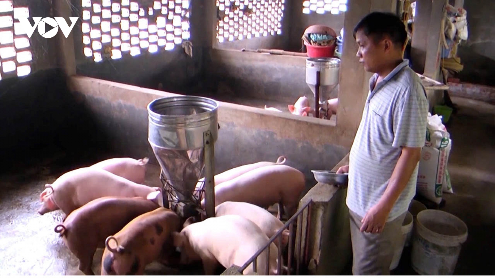 Giá lợn hơi tăng nhưng người chăn nuôi Yên Bái vẫn thận trọng tăng đàn