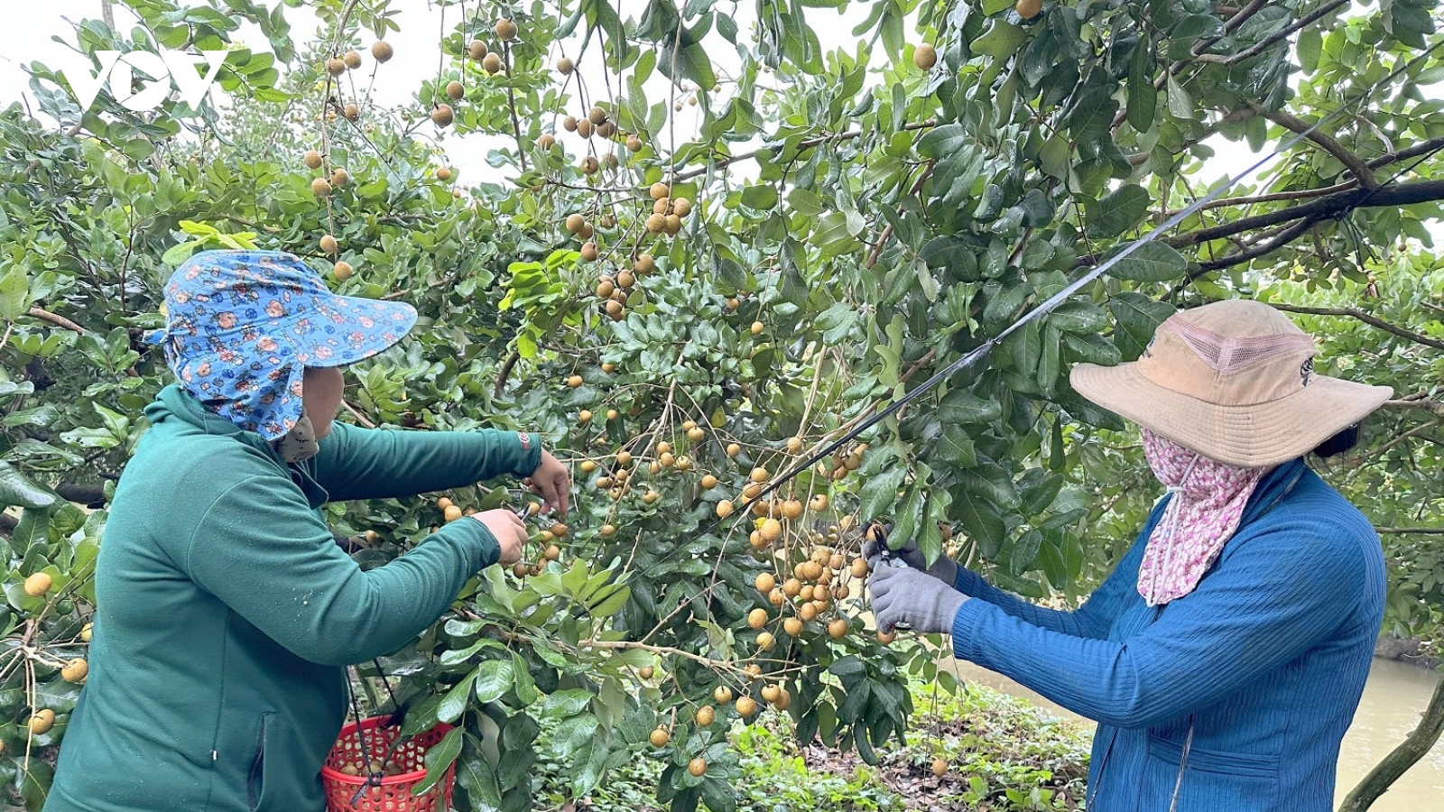 Nông dân ở Cần Thơ thu tiền tỷ từ trồng nhãn xuất khẩu
