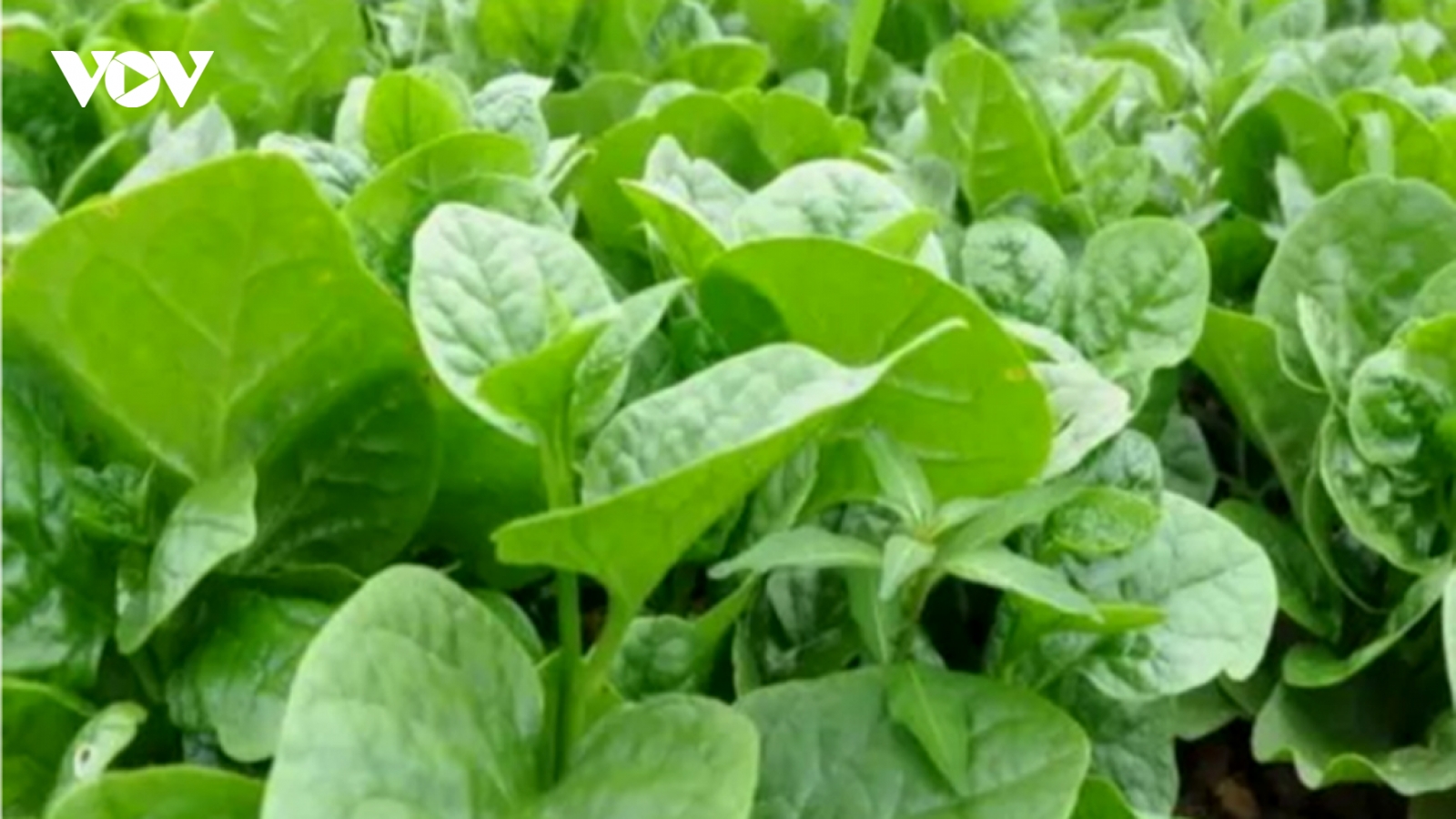 Ăn rau mồng tơi thường xuyên có tốt không?