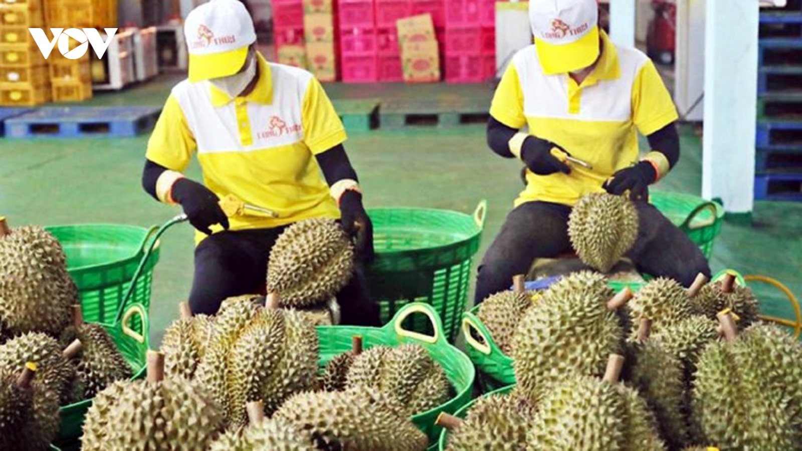 Chuyên gia nêu nguyên nhân giá sầu riêng lao dốc