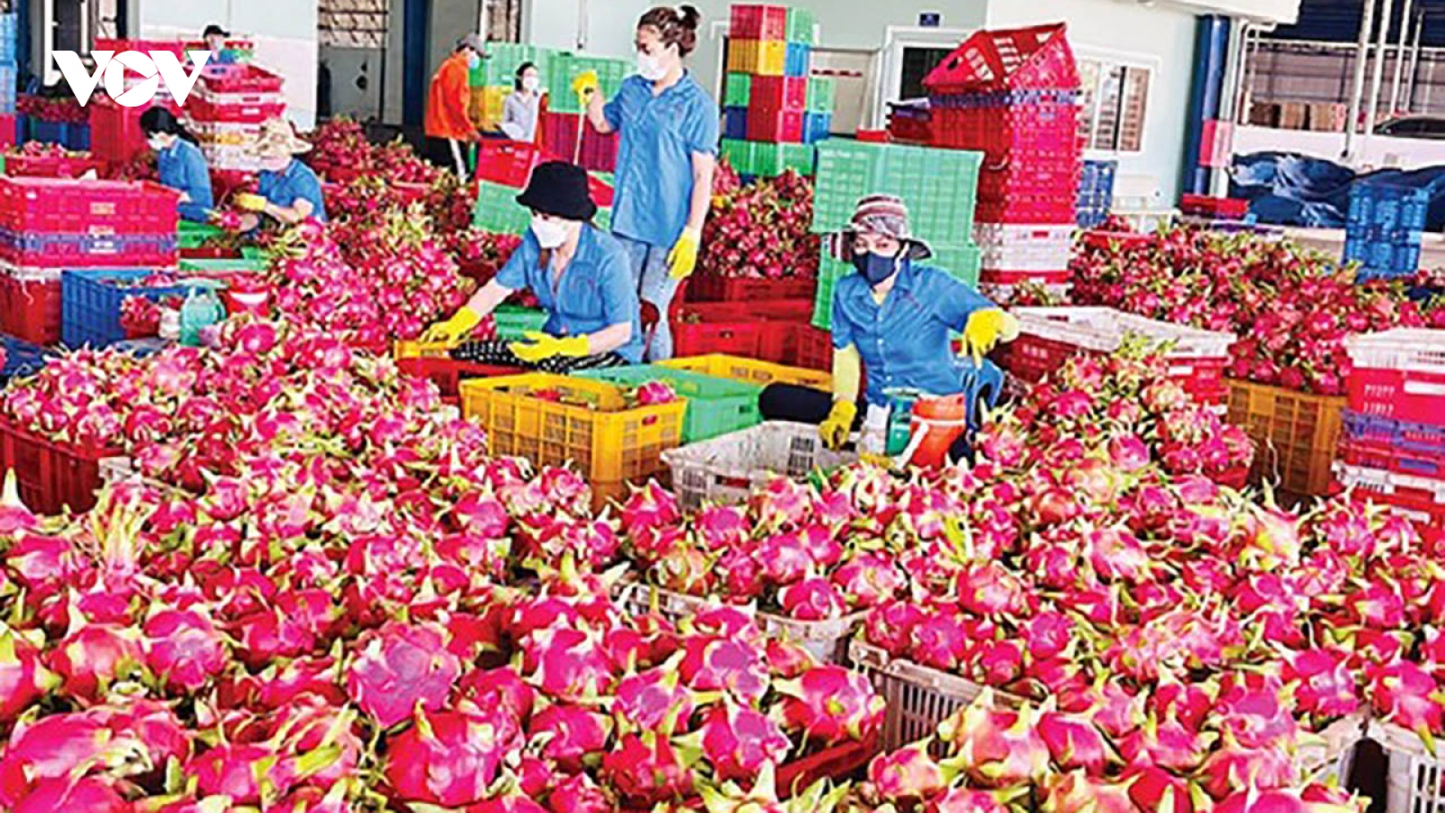 Thanh long bất ngờ soán ngôi “vua” trái cây Việt Nam