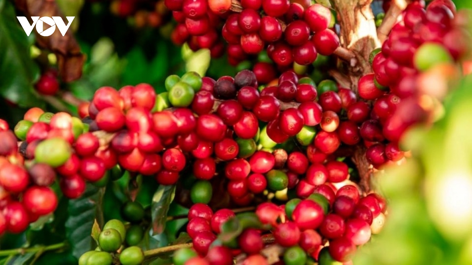 Giá cà phê hôm nay 13/5: Cà phê trong nước giảm còn 127.800 đồng/kg