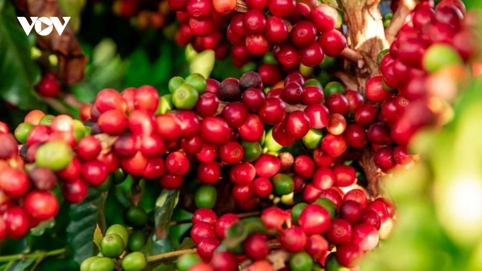 Giá cà phê hôm nay 19/5: Giá cà phê trong nước giảm 1.000 – 1.400 đồng/kg