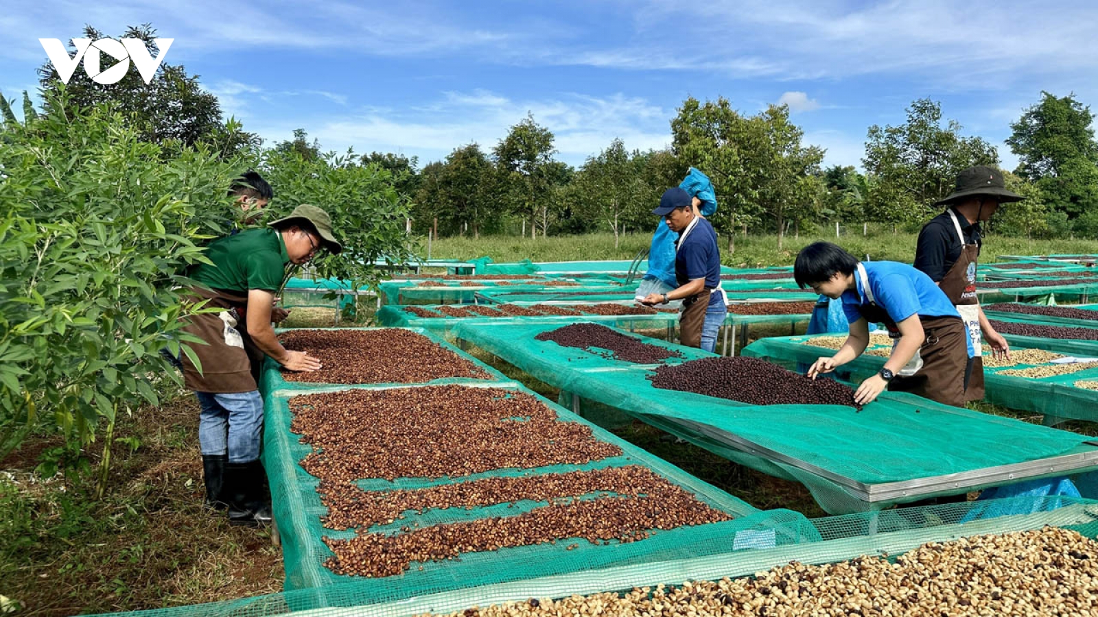 Giá cà phê hôm nay 30/5: Giá cà phê trong nước giảm 2.200 đồng/kg