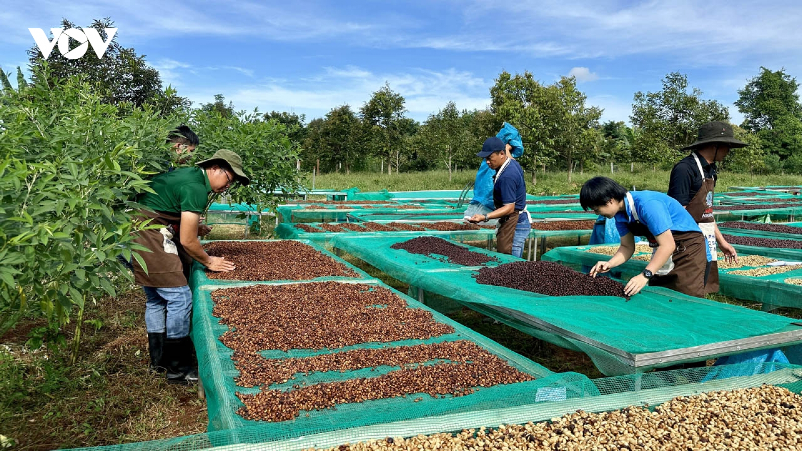 Giá cà phê hôm nay 30/5: Giá cà phê trong nước giảm 2.200 đồng/kg
