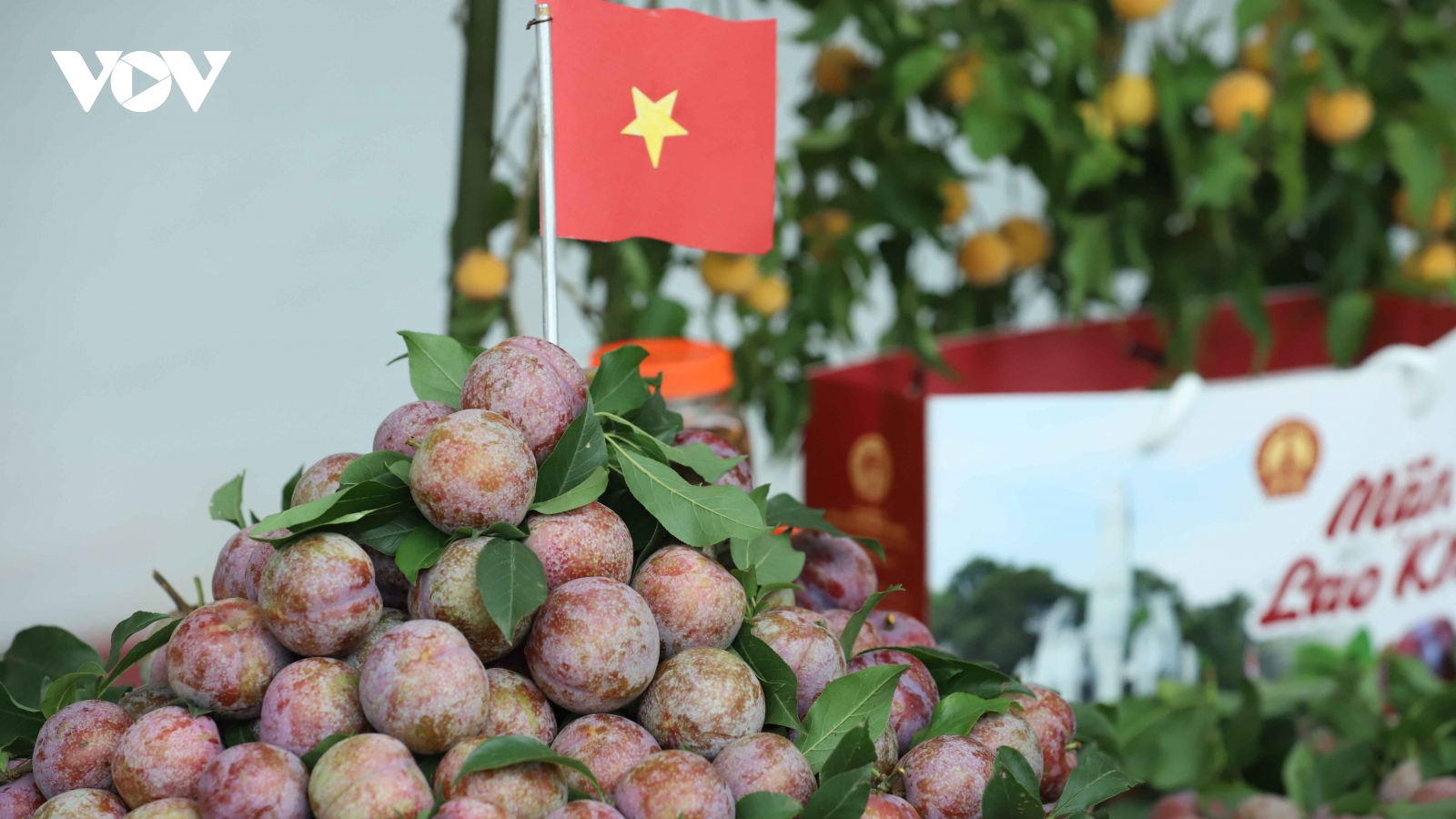 Sôi động Ngày hội hái mận ở vùng cao Sơn La