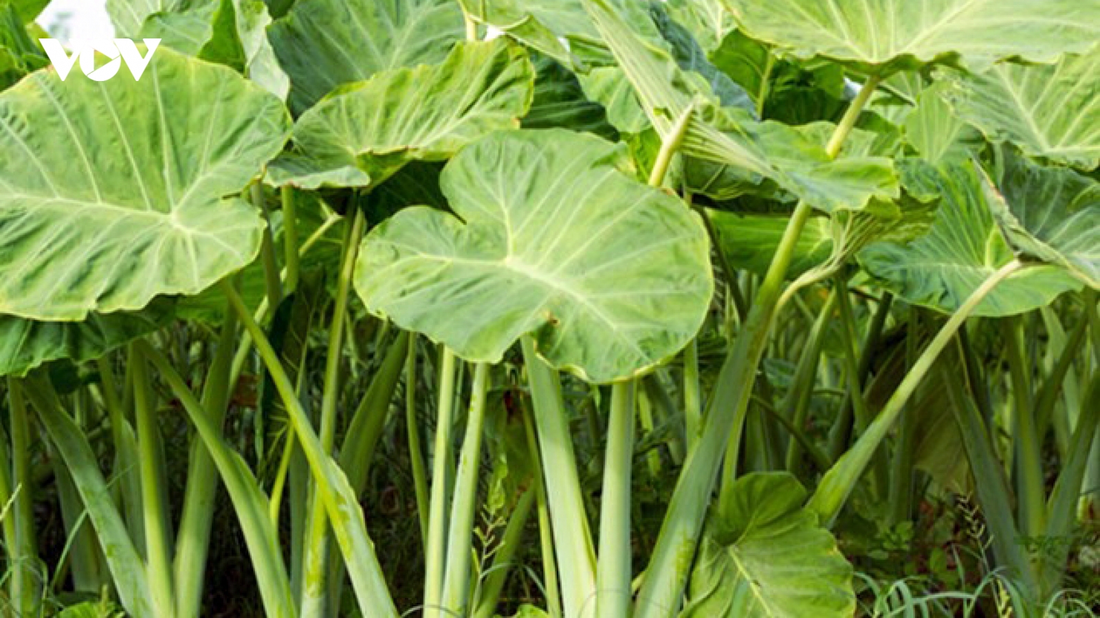 Cây dại “lên đời” thành đặc sản xuất khẩu