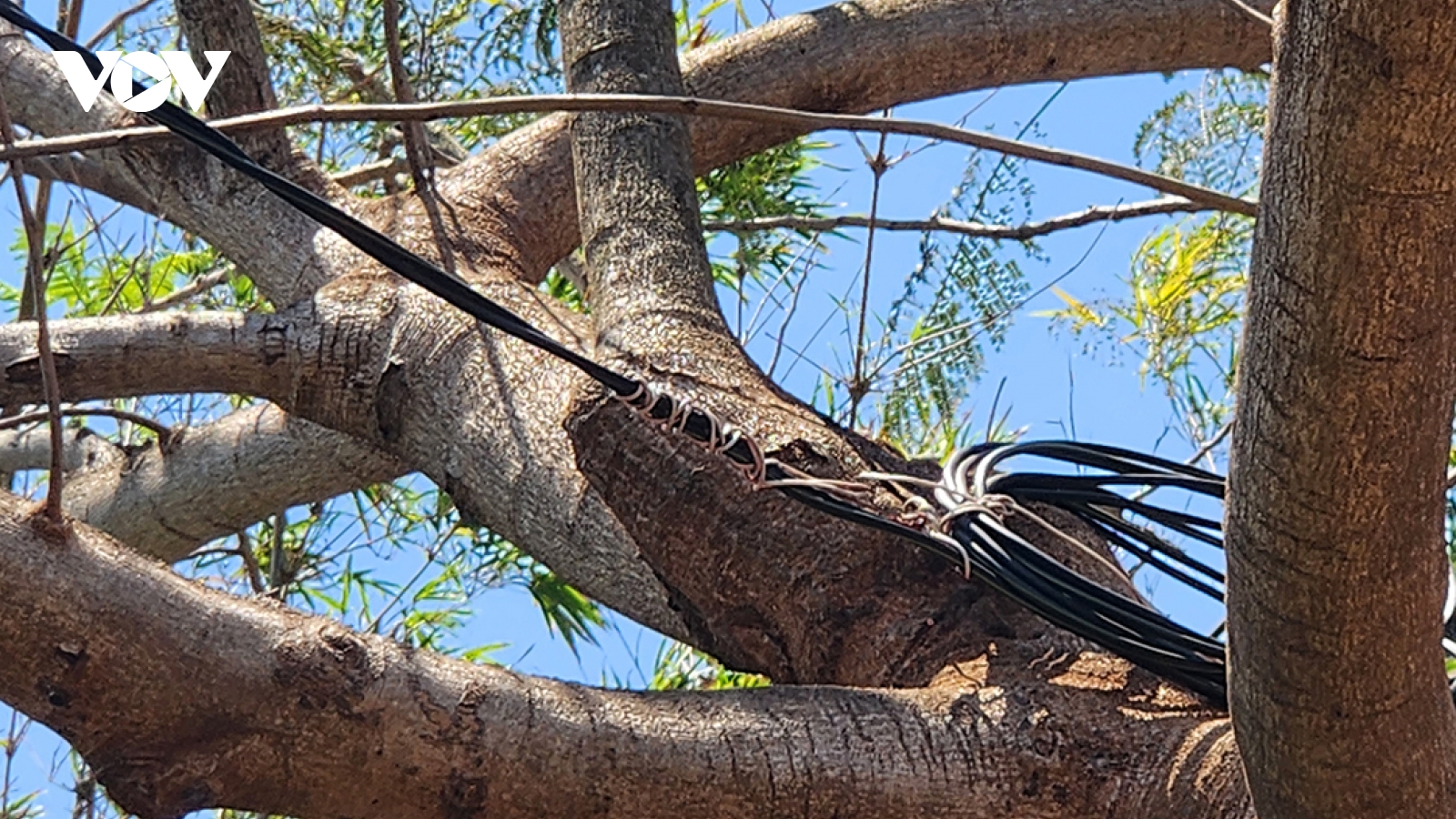 Cảnh báo mất an toàn điện tại khu dân cư Phát Đạt Bàu Cả, thành phố Quảng Ngãi