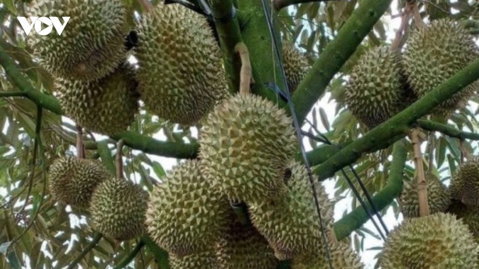Nearly 1,000 new growing area codes granted for durian exports to China