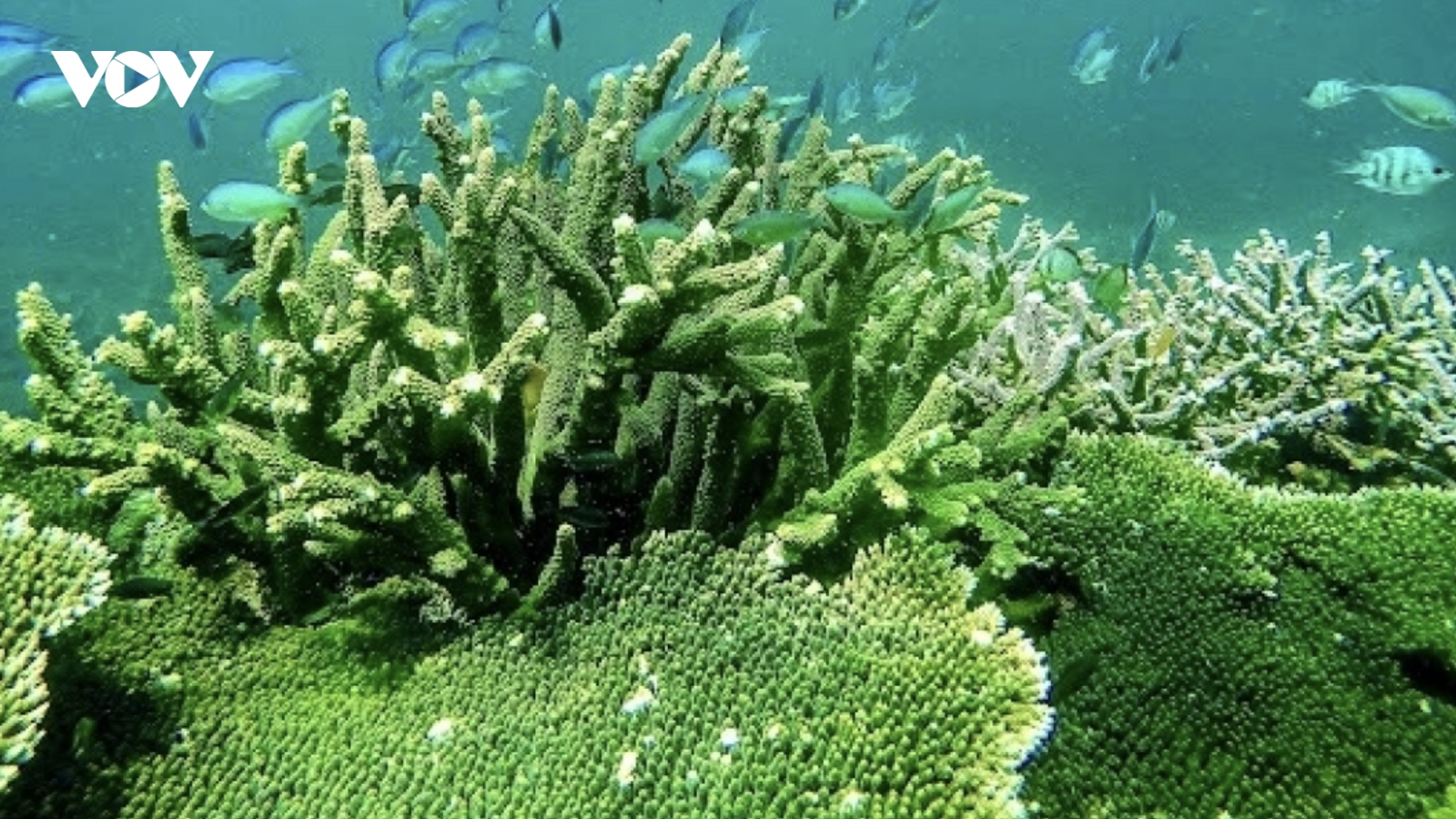 Discover the unspoiled beauty of Con Dao’s forest–sea ecosystem