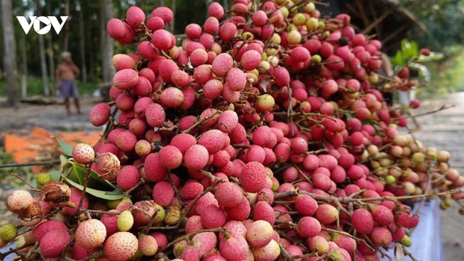 Loại quả dại trước chín đỏ rừng không ai hái, giờ thành đặc sản