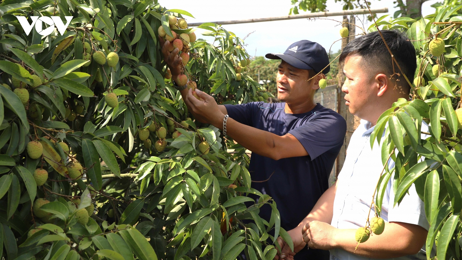 Giá bán buôn vải đầu mùa ở Đắk Lắk là 60.000đ/kg