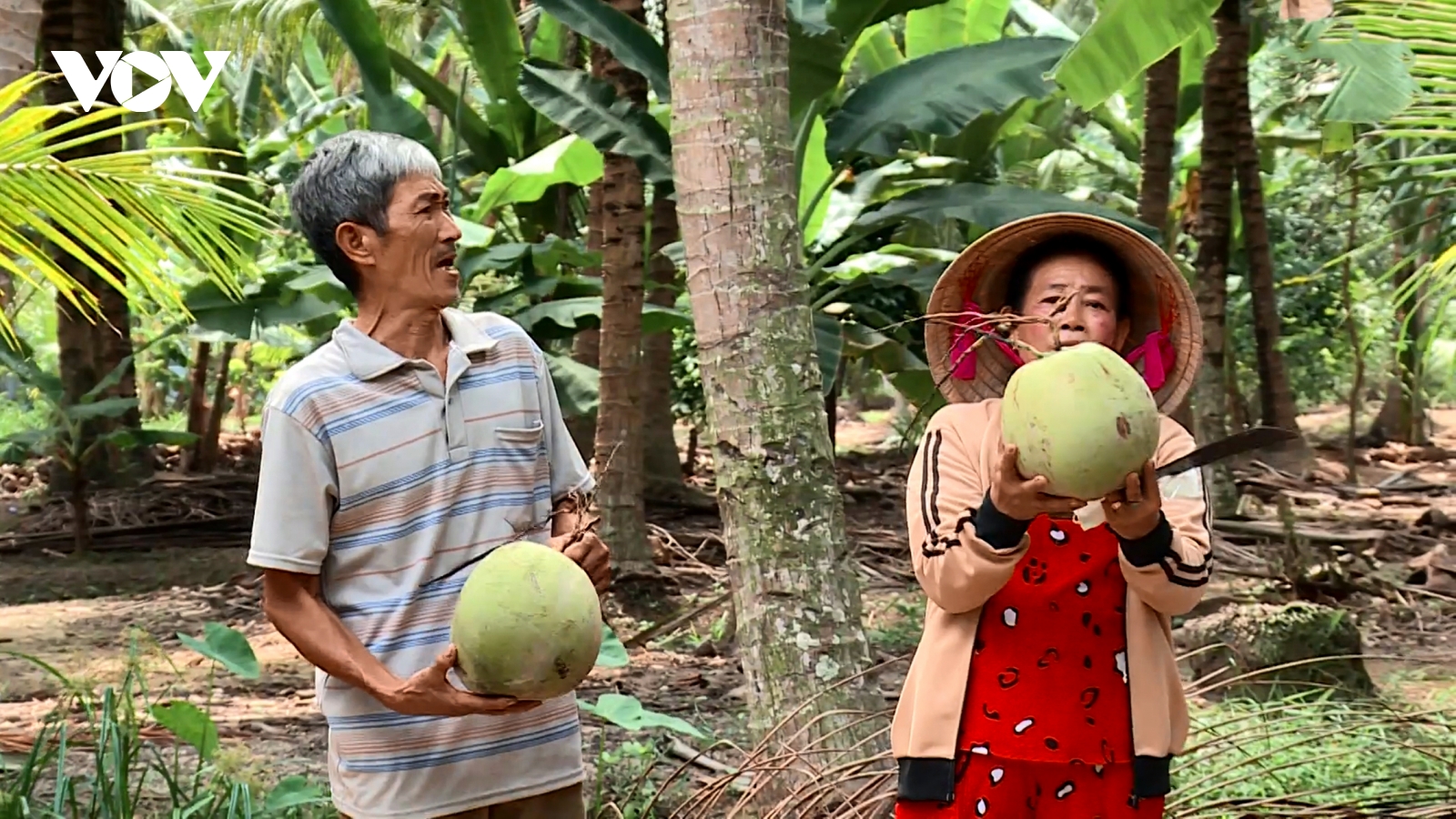 Dừa trồng theo hướng hữu cơ giúp nông dân Trà Vinh làm giàu