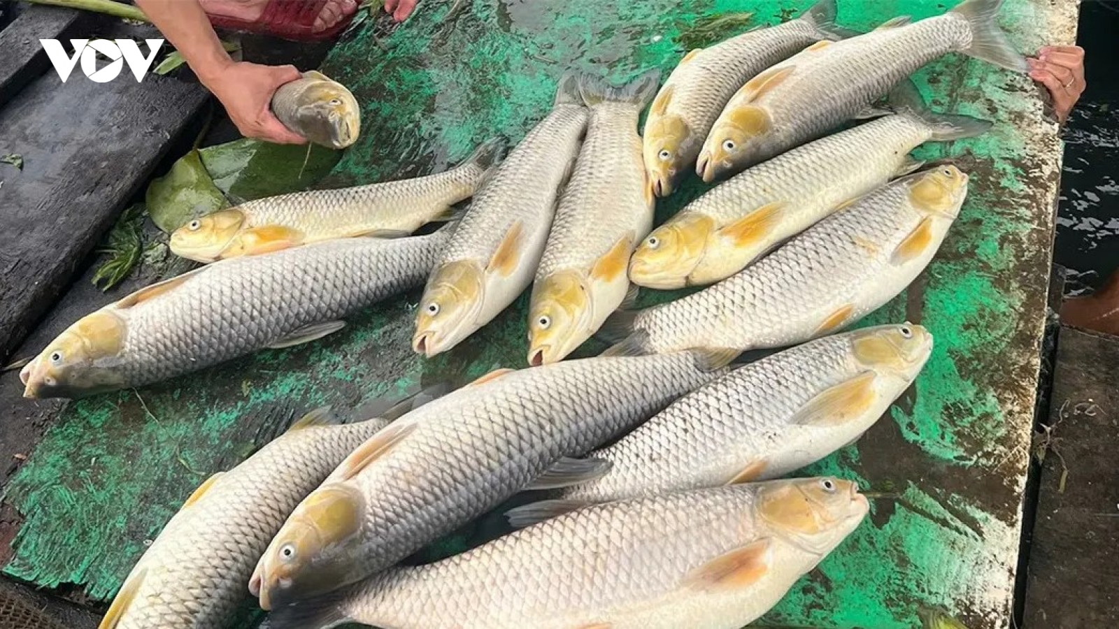 Khoảng 6 tấn cá lồng bè trên sông Đồng Nai chết bất thường