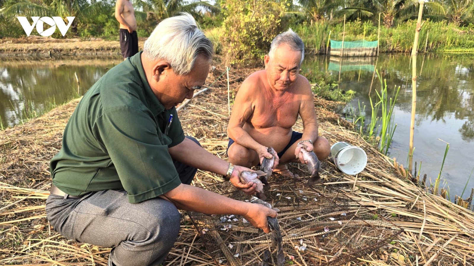 Bí quyết độc giúp lão nông U80 nuôi cá bống tượng luôn trúng