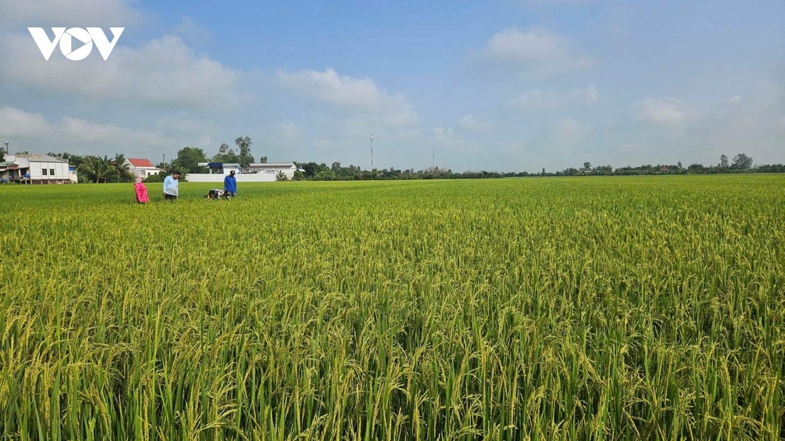 Nông dân Đồng Tháp canh tác lúa theo quy trình giảm phát thải khí nhà kính