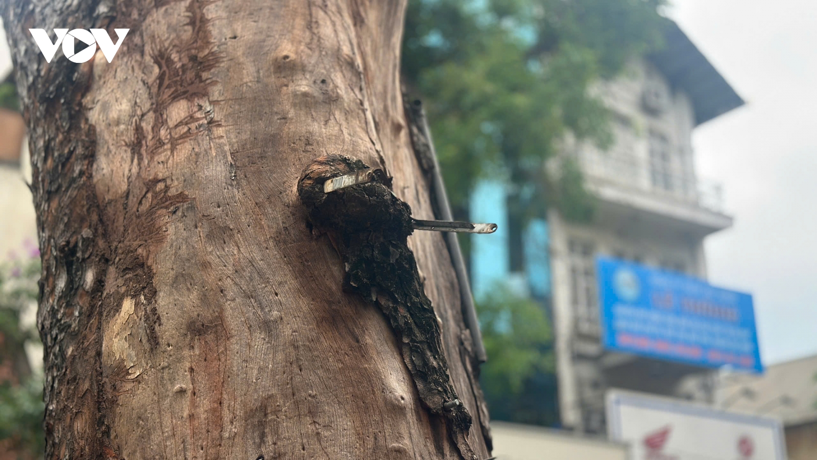 Loạt cây xanh đô thị chết khô chậm thay mới, người dân hóng chờ bóng mát