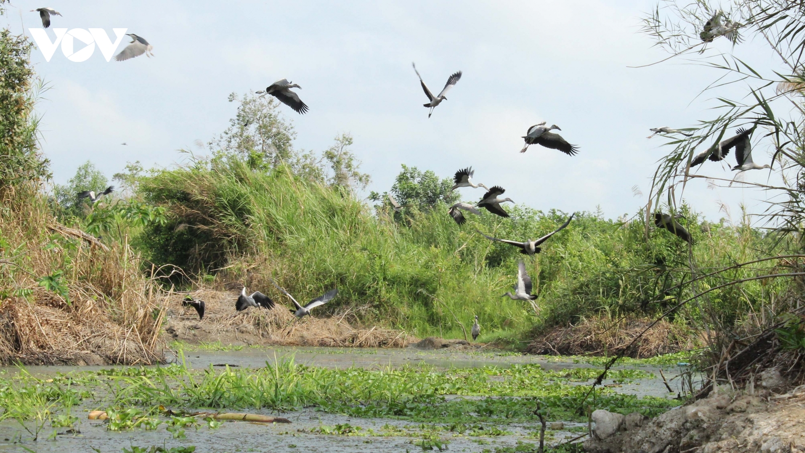 Hậu Giang: Vườn chim nông nghiệp Mùa Xuân có nhiều loài nằm trong danh mục quý, hiếm