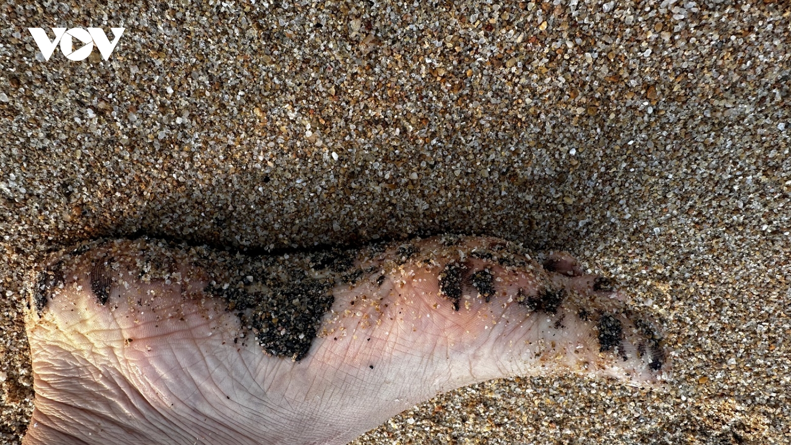 Xuất hiện dầu vón cục tại bãi biển Tuy Hòa