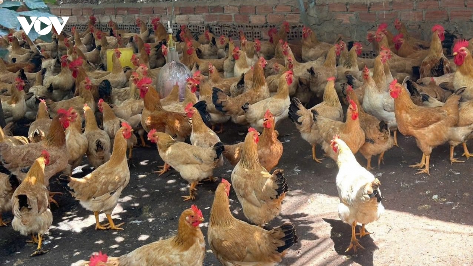“Thủ phủ” chăn nuôi Đồng Nai thiệt hại kép vì tin đồn trứng giả