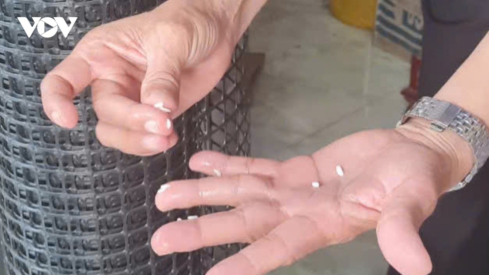 Hậu Giang: Người dân phát hiện gạo bán trên thị trường có dấu hiệu bất thường