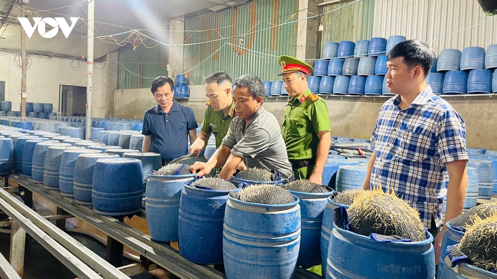 Lào Cai triệt phá đường dây sản xuất giá đỗ độc hại