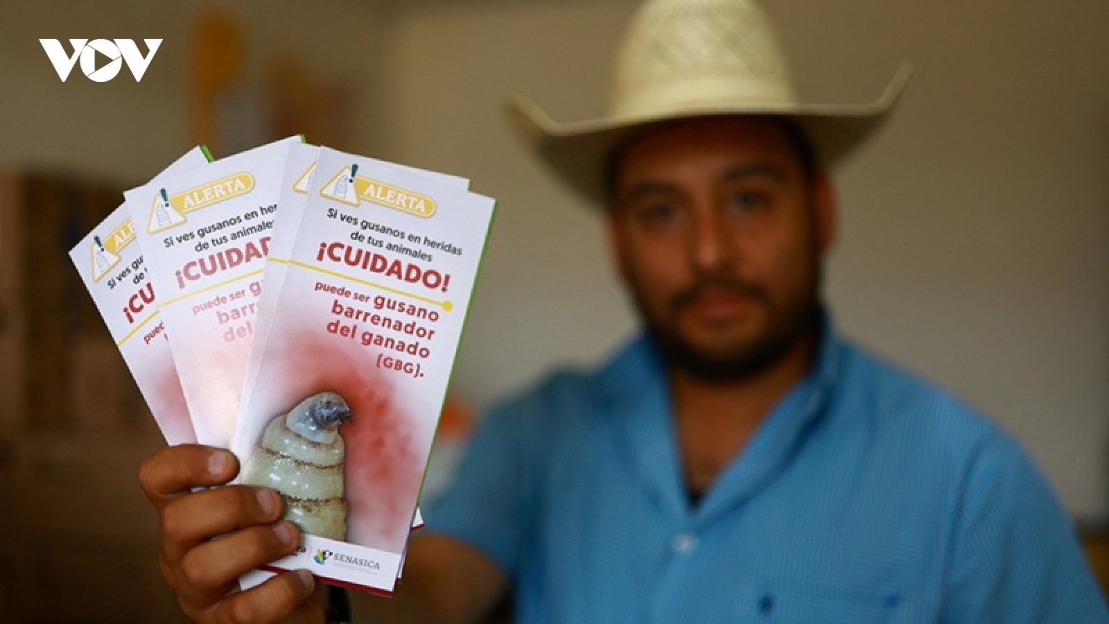 Mexico tăng cường kiểm soát sự lây lan của giòi “ăn thịt” ở gia súc