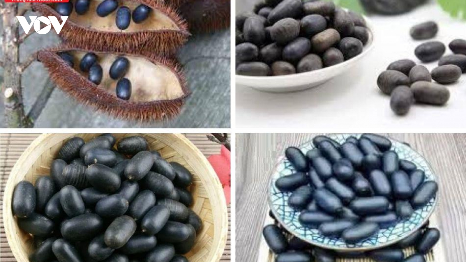 Cây vuốt hùm được săn lùng làm dược liệu quý