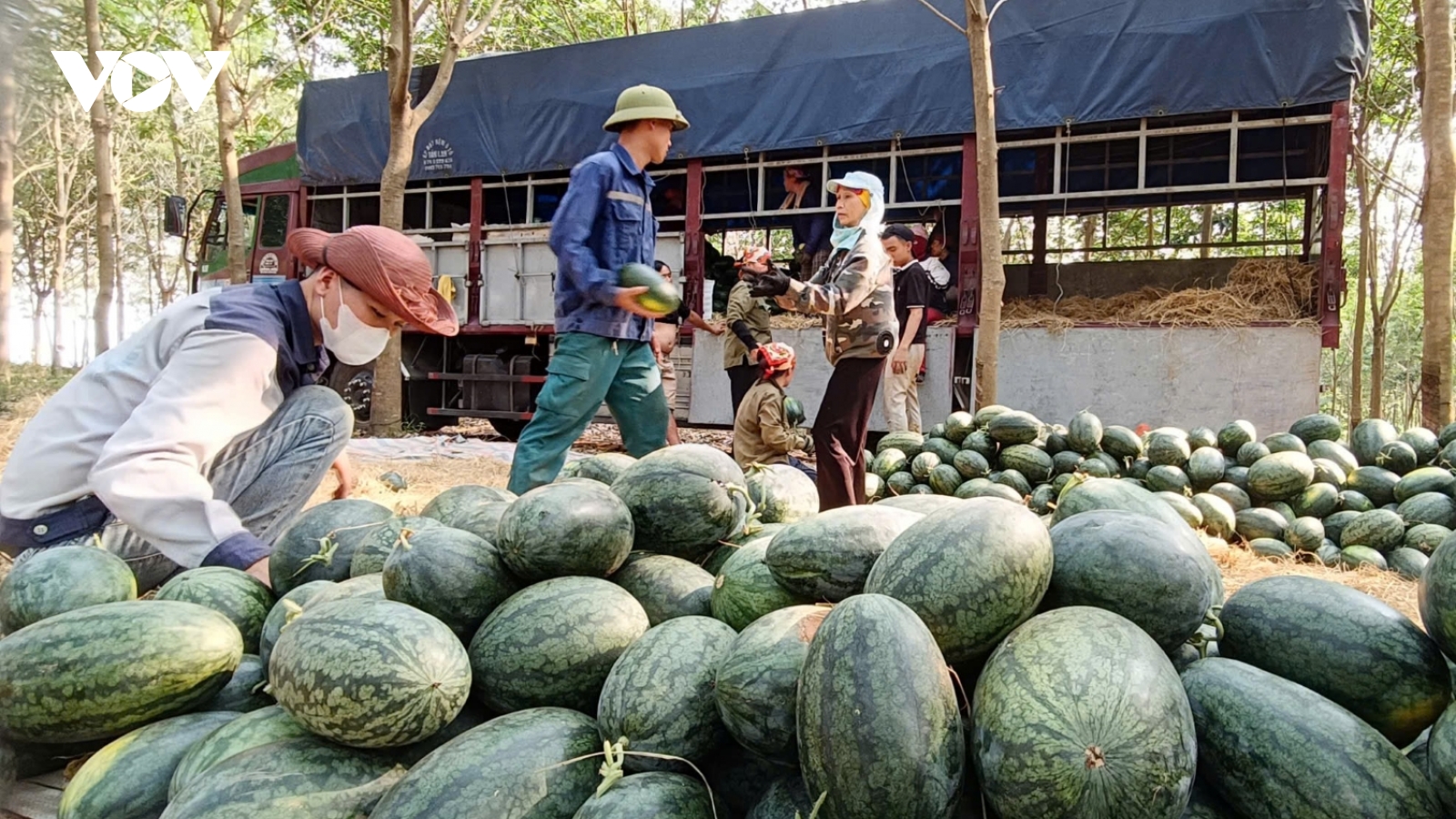 Mất mùa, mất giá ở thủ phủ trồng dưa hấu tại Quảng Bình
