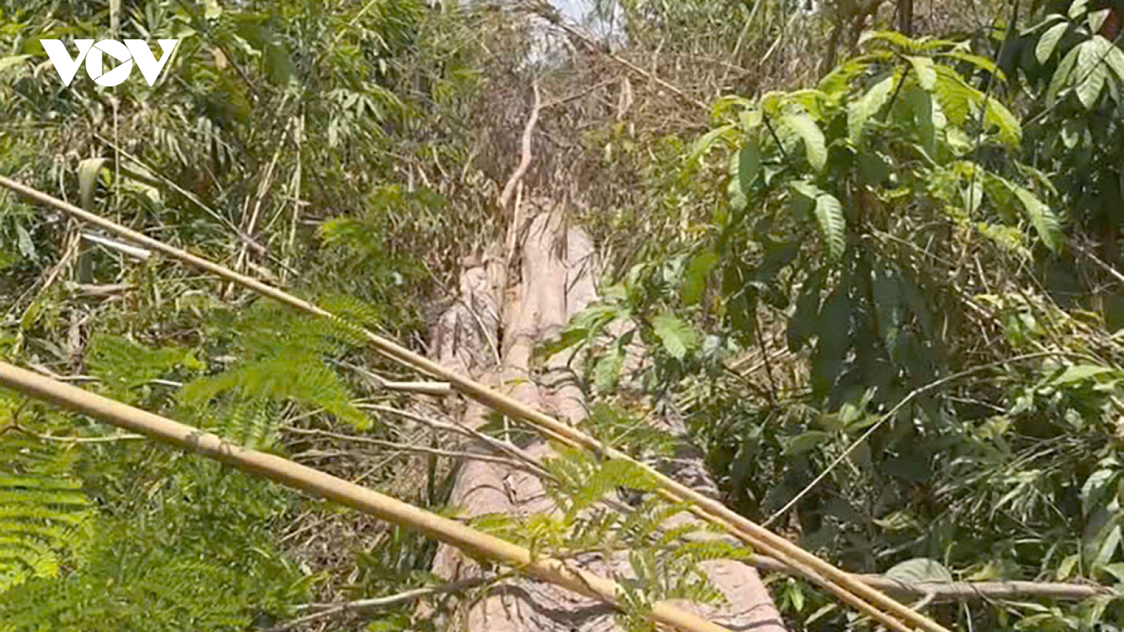 Vụ phá rừng ở Kon Tum: Đề nghị tạm dừng tặng Bằng khen cho cá nhân để kiểm tra