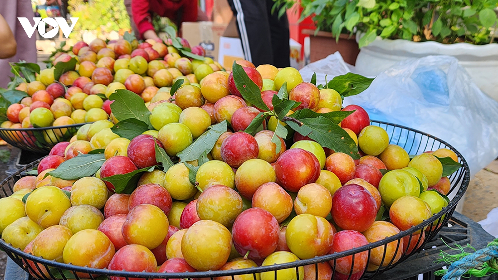 Mận tam hoa – "cherry Sơn La" đắt hàng dịp nghỉ lễ