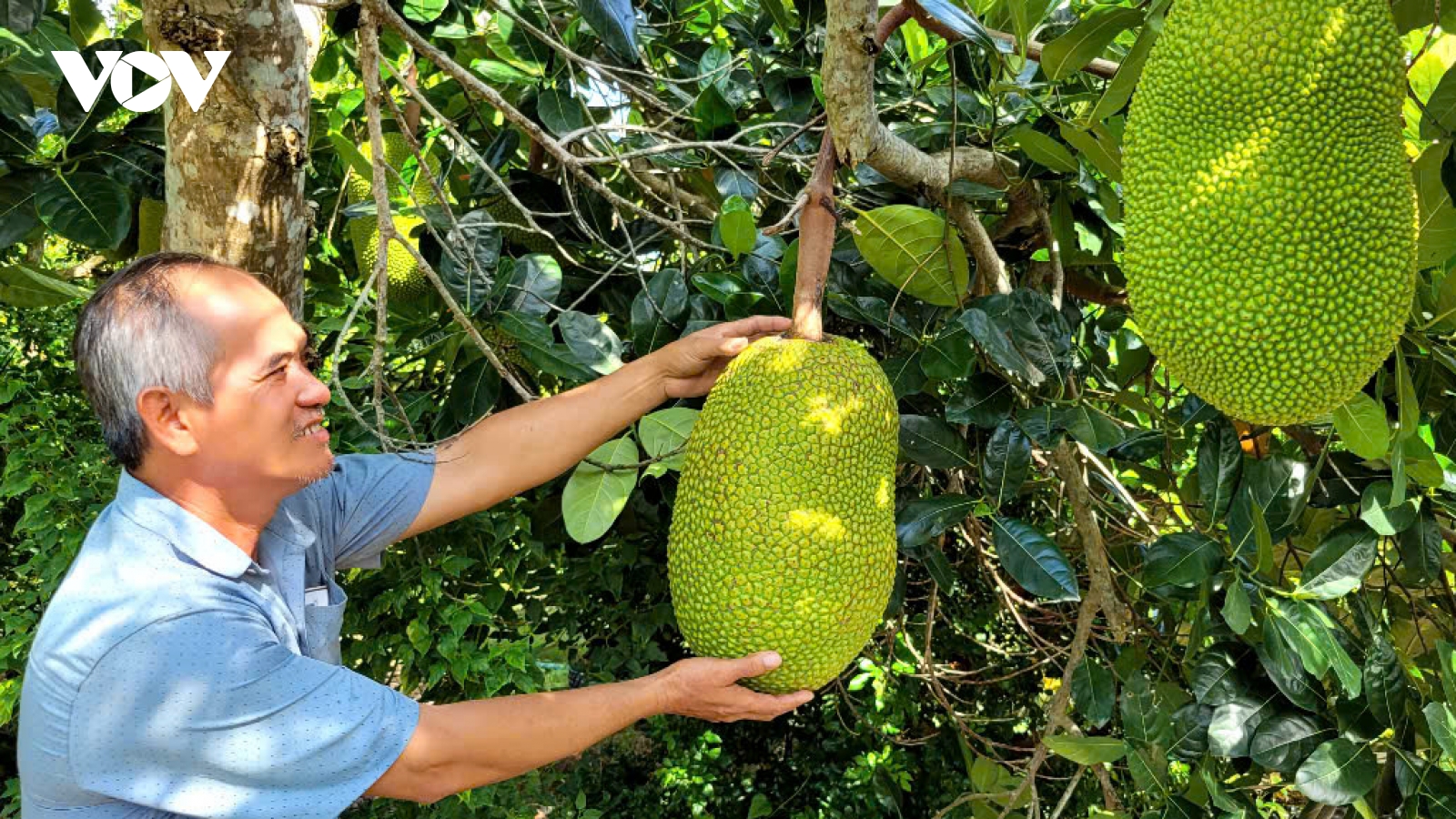 Giá nhiều loại trái cây sụt giảm, nhà vườn Tiền Giang gặp khó khăn