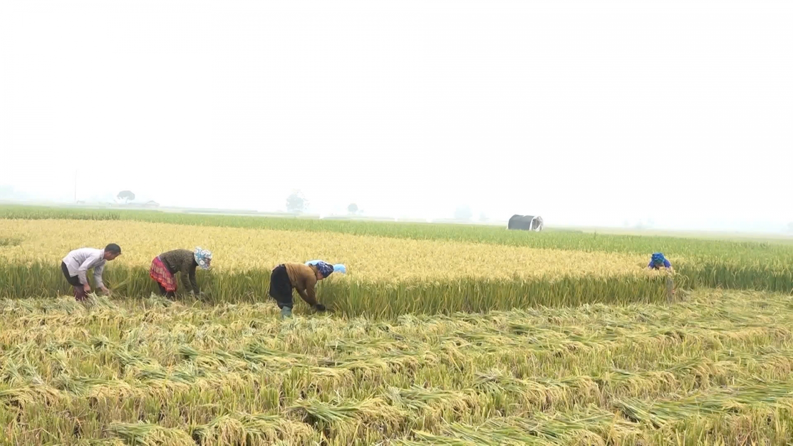 Năng suất lúa đông xuân trên cánh đồng Mường Lò giảm mạnh do thời tiết bất lợi