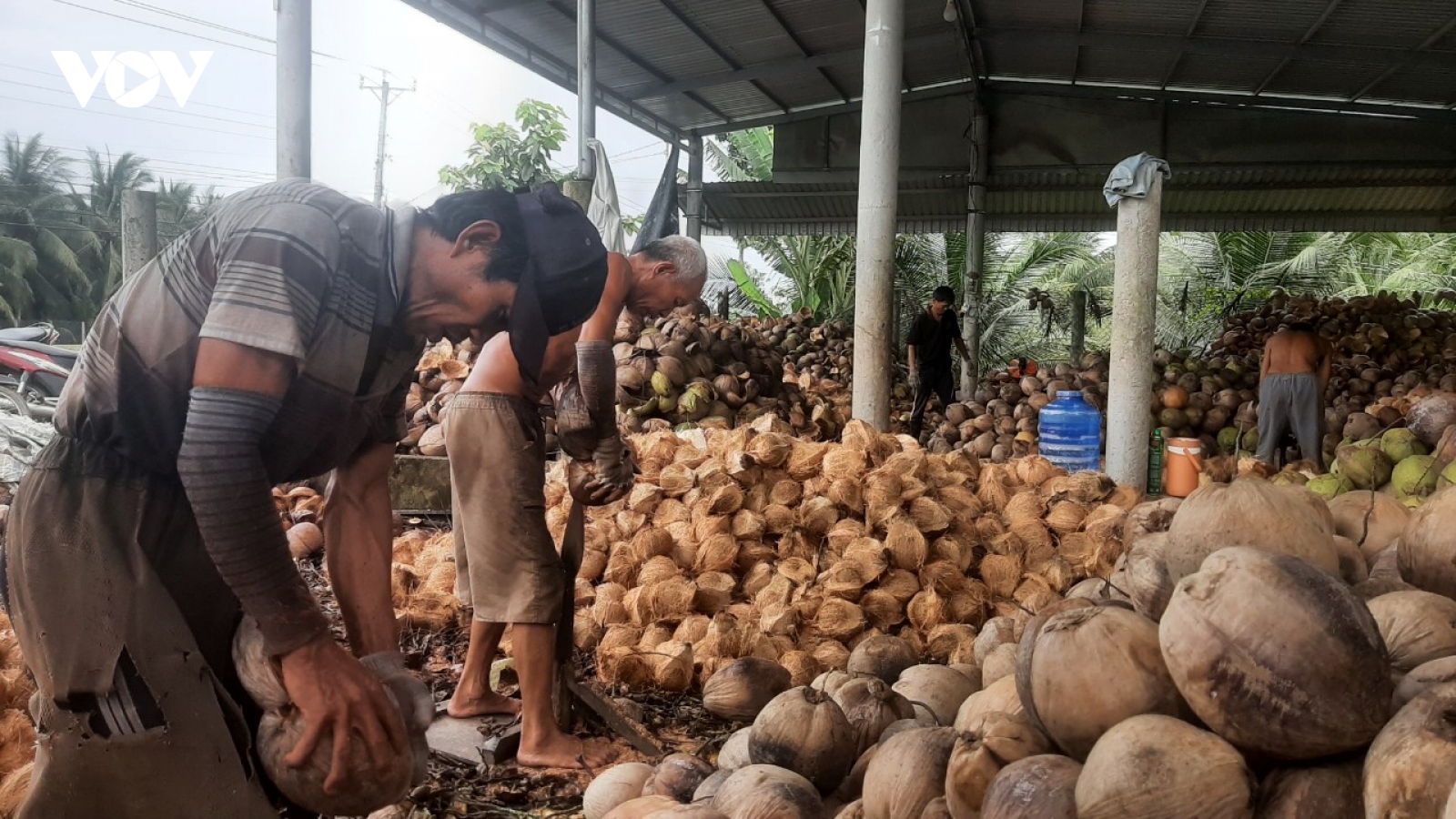 Giá dừa tại Tiền Giang, Bến Tre tăng cao, thương lái săn lùng tìm nguồn thu mua