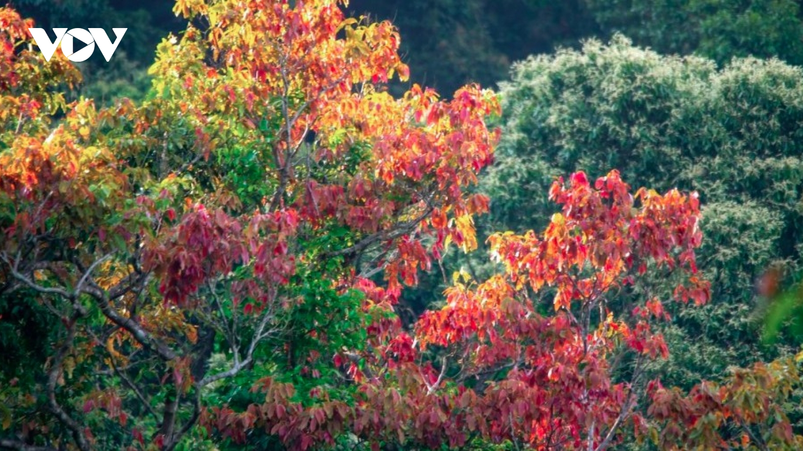 Leaf-changing season paints Son Tra in vibrant hues